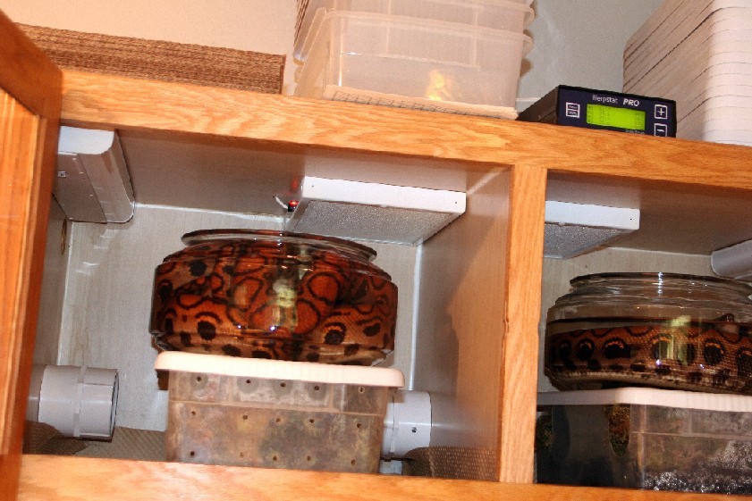 Care Sheet Brazilian Rainbow Boa Breeding